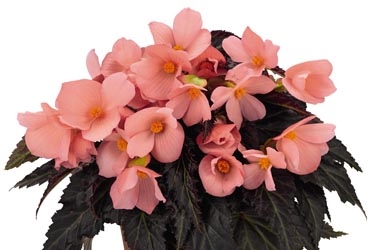 Begonia Unstoppable Variety Image Upright Salmon0.jpg